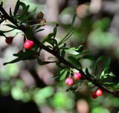 Gymnosporia polyacantha