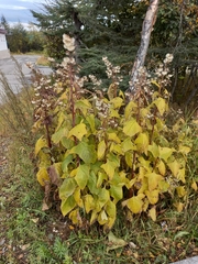 Parasenecio hastatus