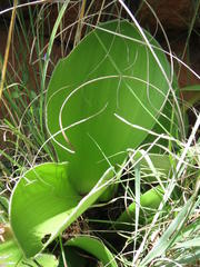 Haemanthus humilis hirsutus