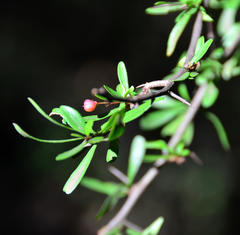 Gymnosporia polyacantha