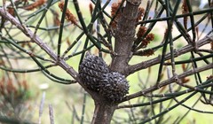 Allocasuarina mackliniana