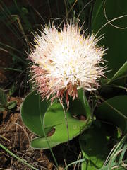 Haemanthus humilis hirsutus