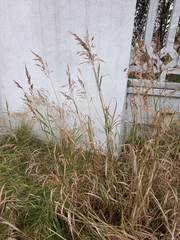 Calamagrostis purpurea