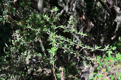 Gymnosporia polyacantha