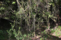 Gymnosporia polyacantha