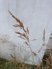 Calamagrostis purpurea