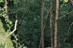 Buxus colchica