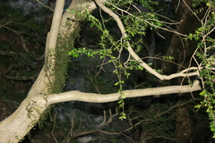 Buxus colchica