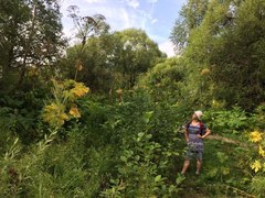 Heracleum sosnowskyi