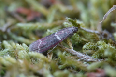 Cryptoblabes bistriga