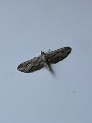 Eupithecia phoeniceata