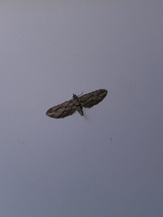 Eupithecia phoeniceata