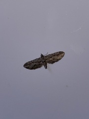 Eupithecia phoeniceata