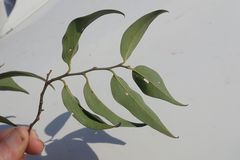 Olax dissitiflora