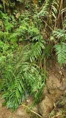 Blechnum falciforme