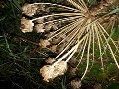 Heracleum sosnowskyi