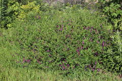 Vicia eriocarpa