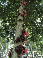 Polyalthia stenopetala