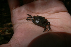 Siamthelphusa improvisa