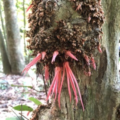 Polyalthia stenopetala