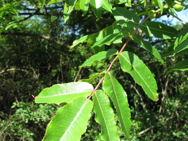 Forest Corkwood