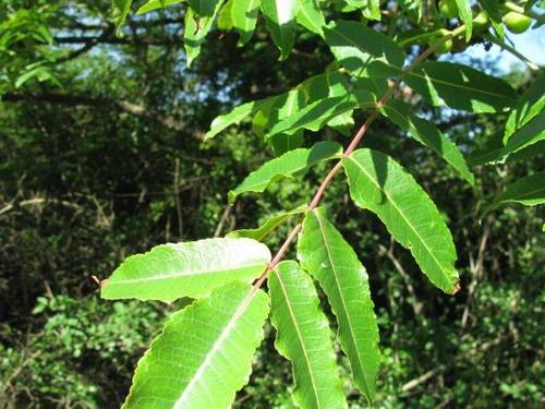 Forest Corkwood (Commiphora woodii) · iNaturalist