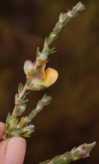 Aspalathus oblongifolia