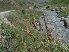 Astragalus galegiformis