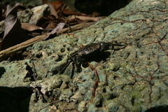 Siamthelphusa improvisa