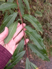 Salix udensis