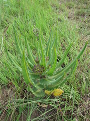 Xysmalobium