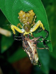 Phrynarachne ceylonica