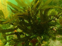 Anthophycus longifolius