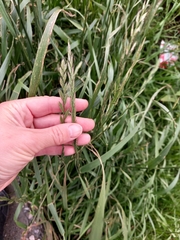 Lolium multiflorum