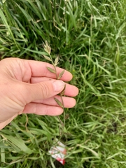 Lolium multiflorum