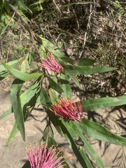 Grevillea longifolia