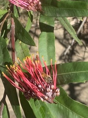 Grevillea longifolia