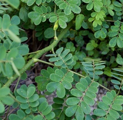 Mezoneuron latisiliquum