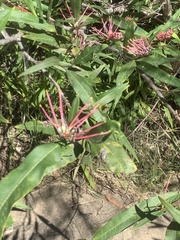 Grevillea longifolia