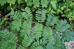 Mezoneuron latisiliquum