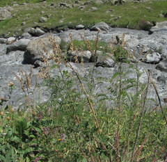 Astragalus galegiformis