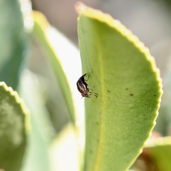 Steganopsis melanogaster