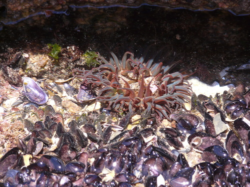 Bunodosoma cangicum