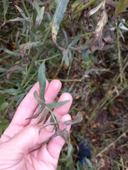 Achillea salicifolia