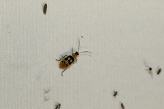 Paranapiacaba connexa