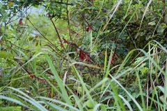 Mezoneuron latisiliquum