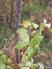 Salix abscondita