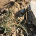 Ajania achilleoides - Photo (c) tsengell, algunos derechos reservados (CC BY-NC)