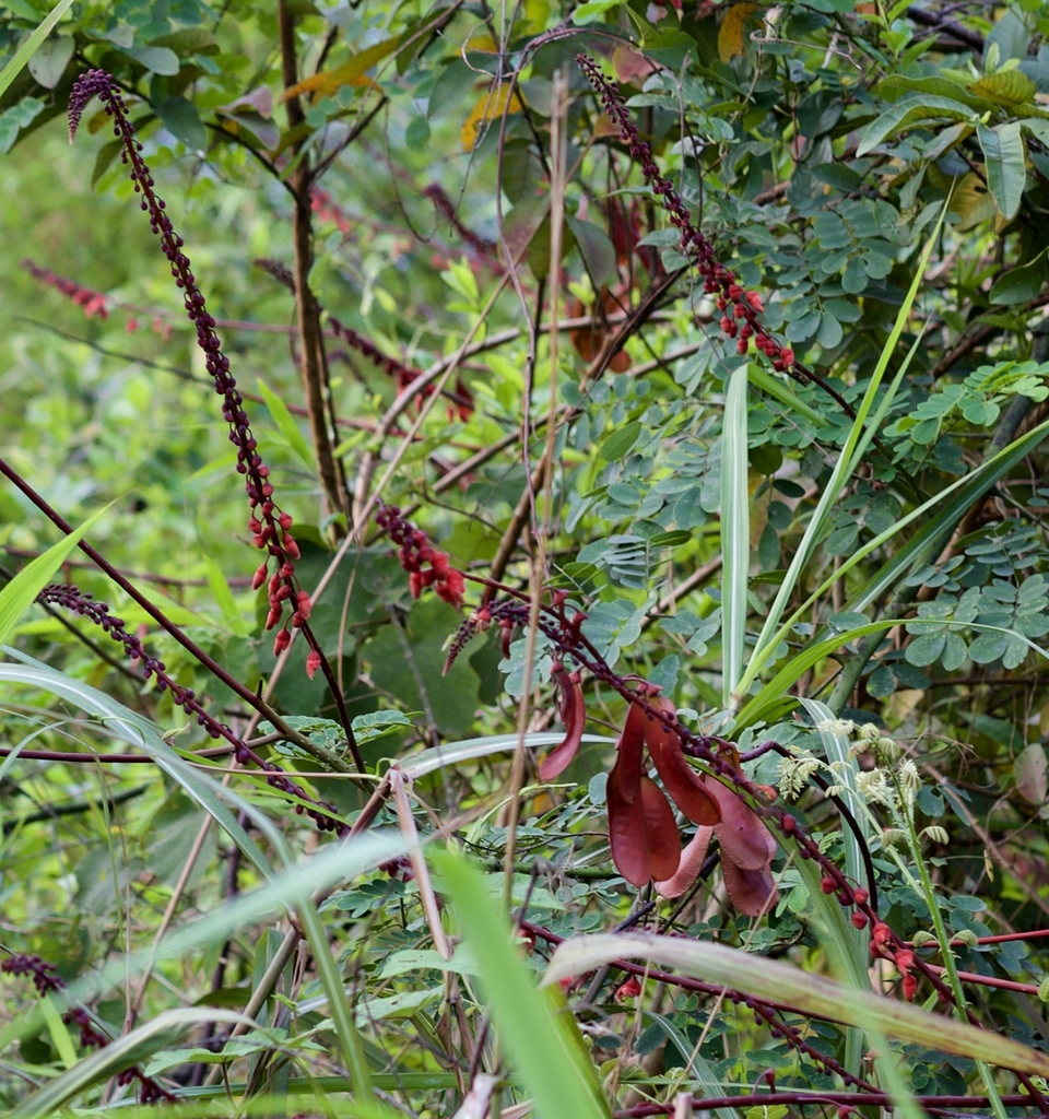 Mezoneuron latisiliquum