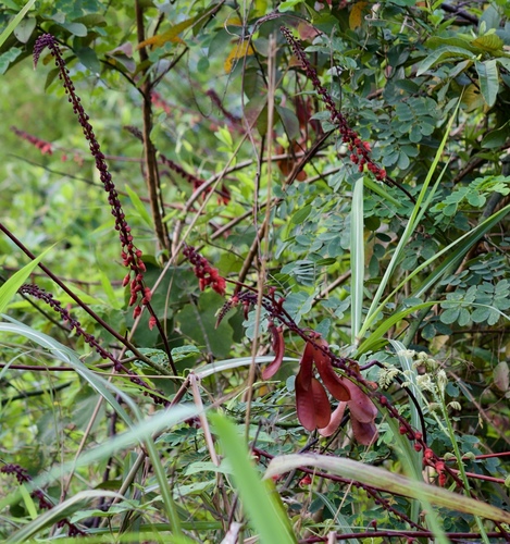 Caesalpinia latisiliqua